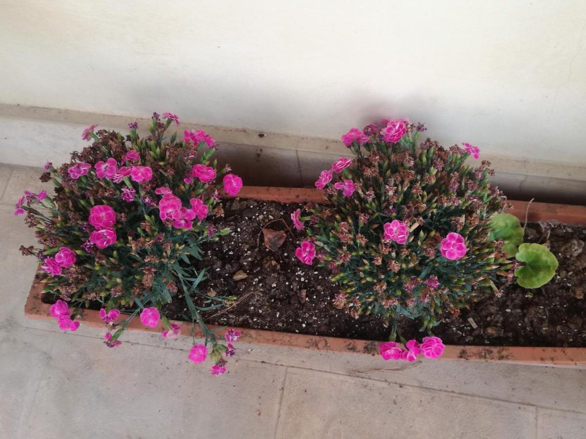 The Orange Groove Bed & Breakfast Bari Exterior foto