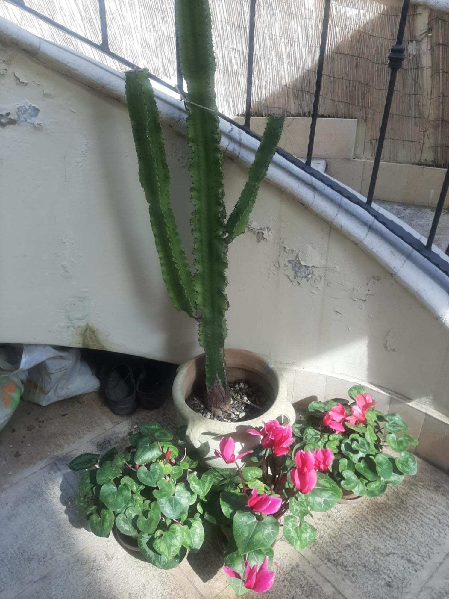 The Orange Groove Bed & Breakfast Bari Exterior foto
