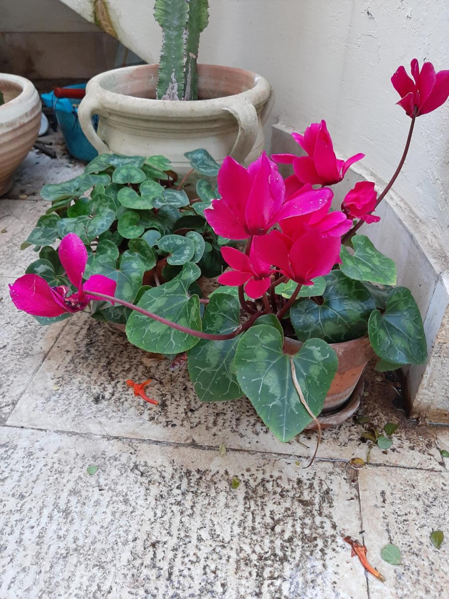 The Orange Groove Bed & Breakfast Bari Exterior foto