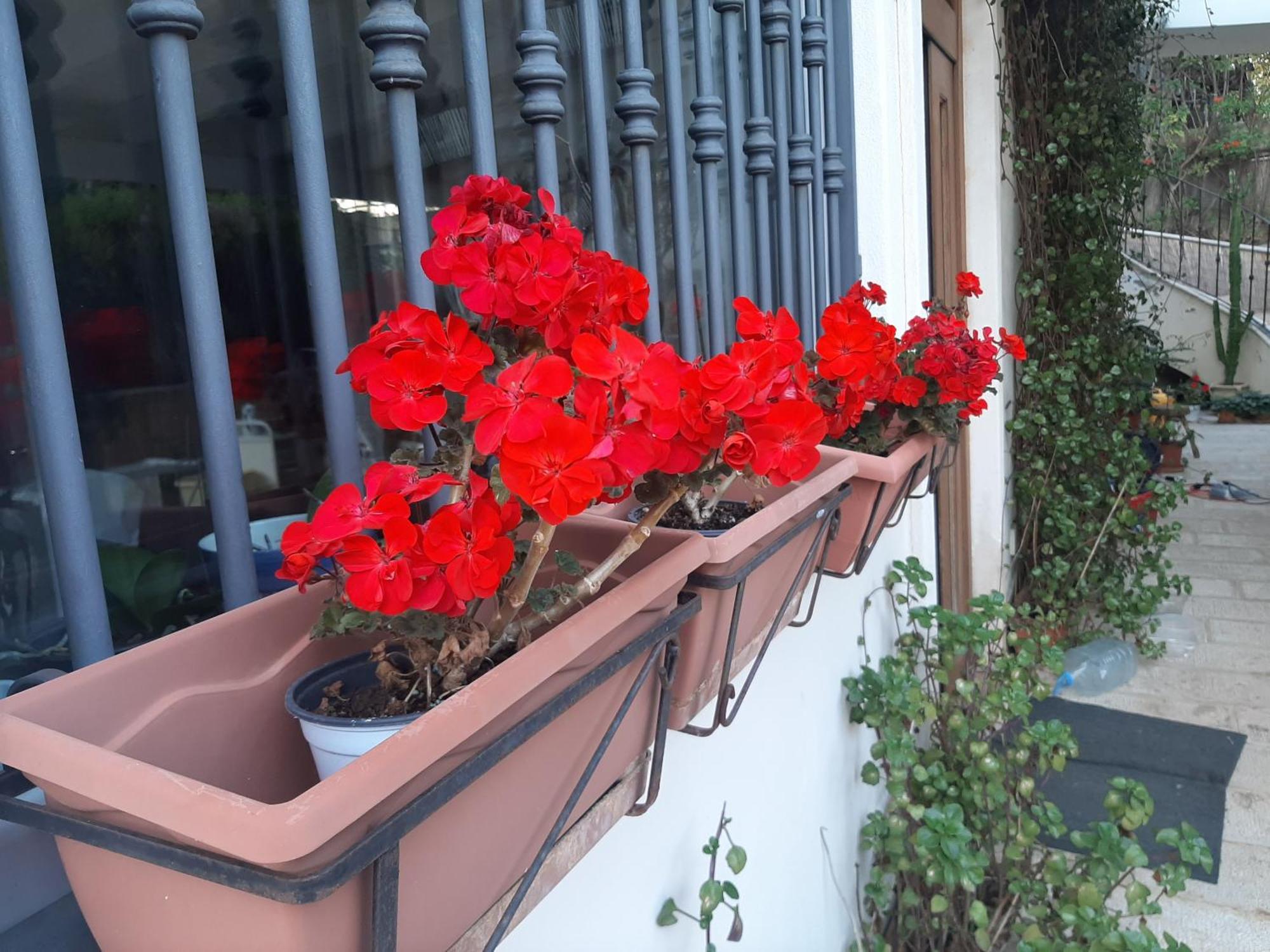 The Orange Groove Bed & Breakfast Bari Exterior foto