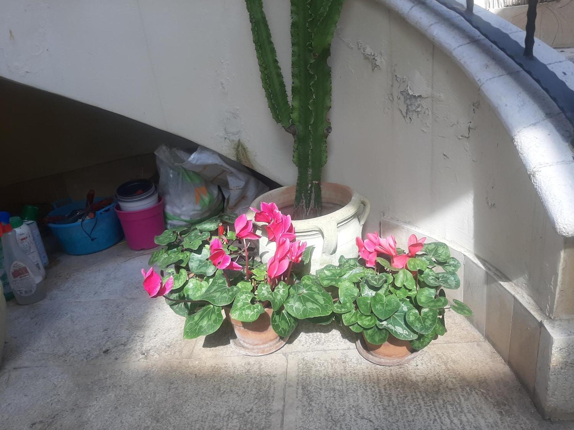 The Orange Groove Bed & Breakfast Bari Exterior foto